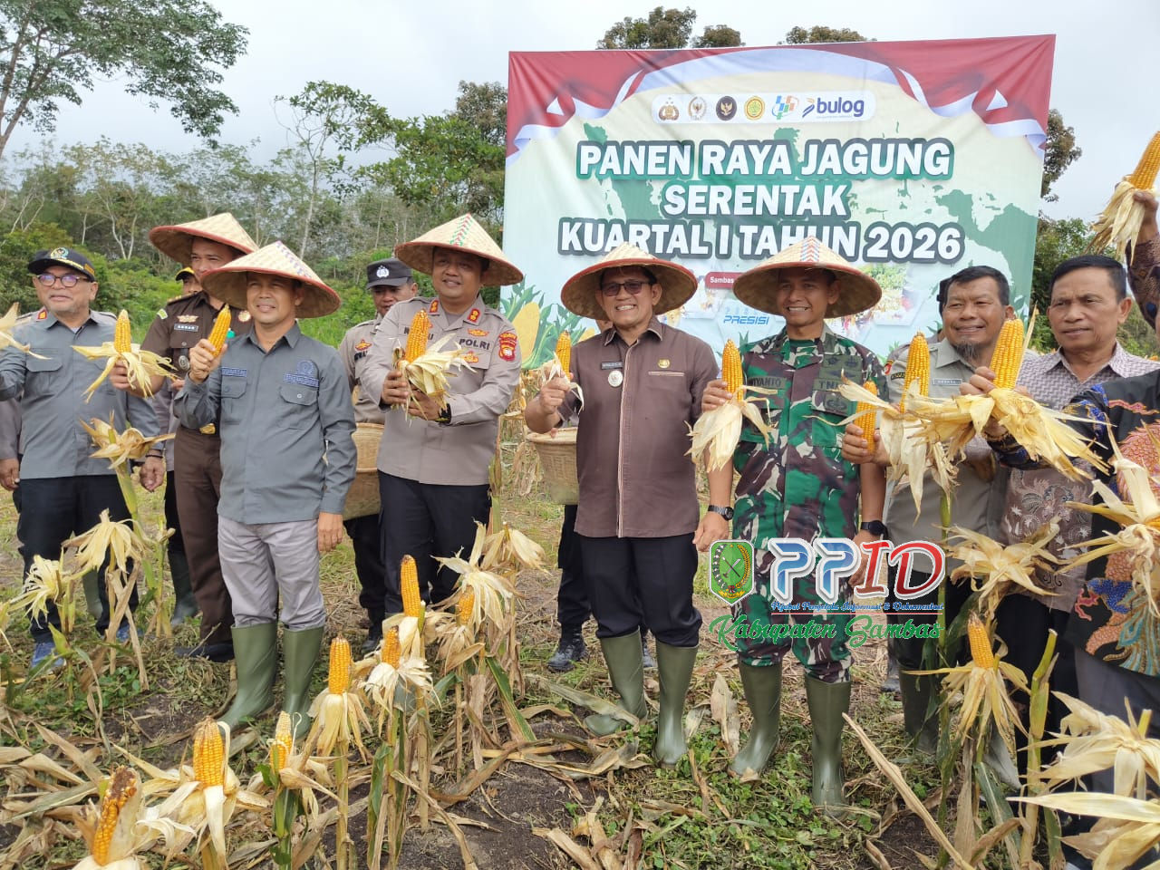 Capaian Panen Jagung Serentak diapresiasi Wabup Heroaldi : Langkah Dalam Perkuat Ketahanan Pangan